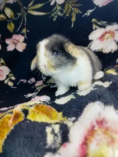 Coelhos Filhotes Mini Lop reserva