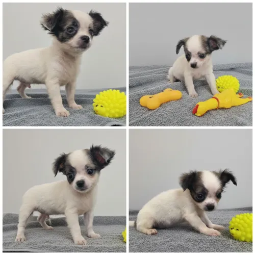 Lindo machinho chihuahua micro pelo longo em 10x250 Pedigree CBKC 