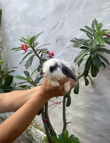 Vende-se Lindo Coelhinho Mini Lop 