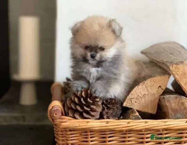 Filhote de cachorro spitz alemão/lulu da pomerânia vacinado dócil