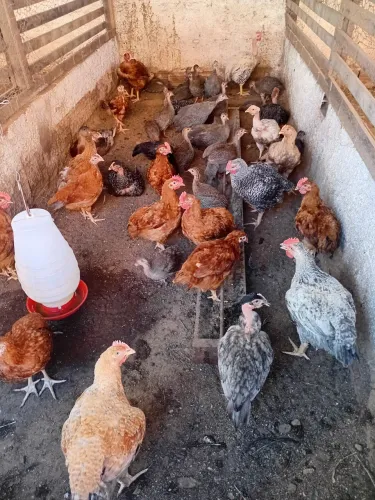 Fragoso e frangas caipira com pesadão com  3 meses. 