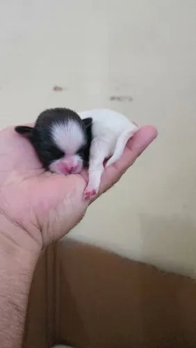 Shitzu casal micro!  Menor que os mini