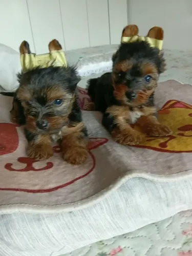 Cachorro Yorkshire
