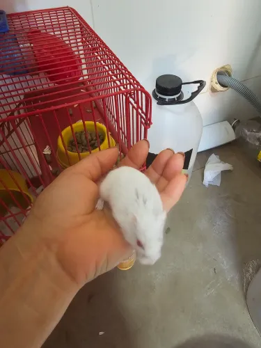 Hamister