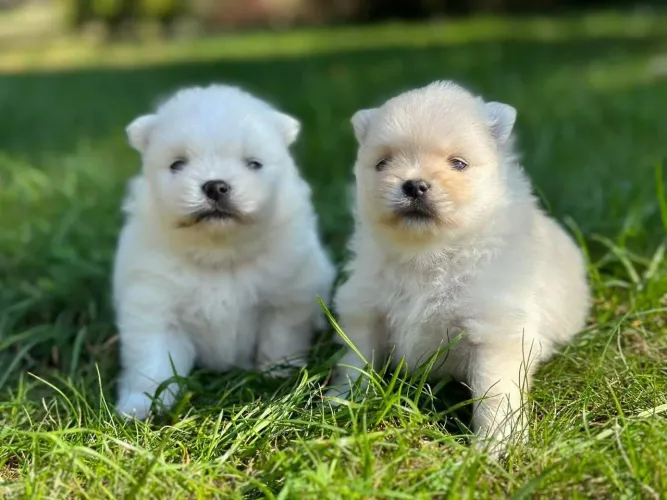 Vendo filhotes de lulu da Pomerânia