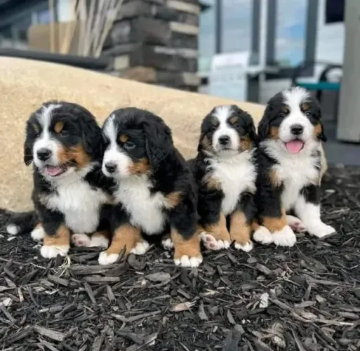 filhotes Bernese Gigantes gentis, carinhosos