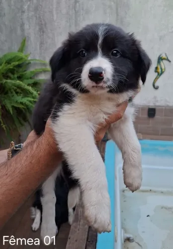 FILHOTES DE BORDER COLLIE PADRÃO | ENTREGA A PARTIR DE 30/08/2026