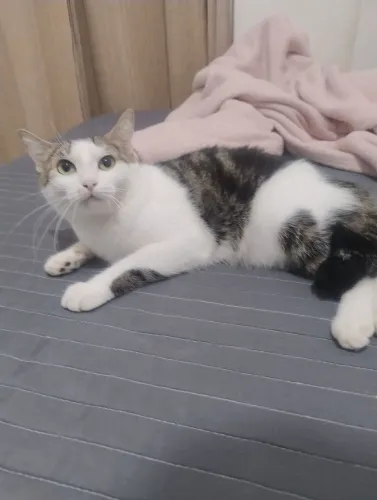 Gato doação