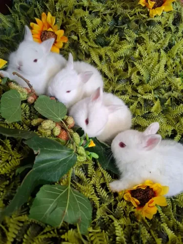 Coelhos netherland dwarf