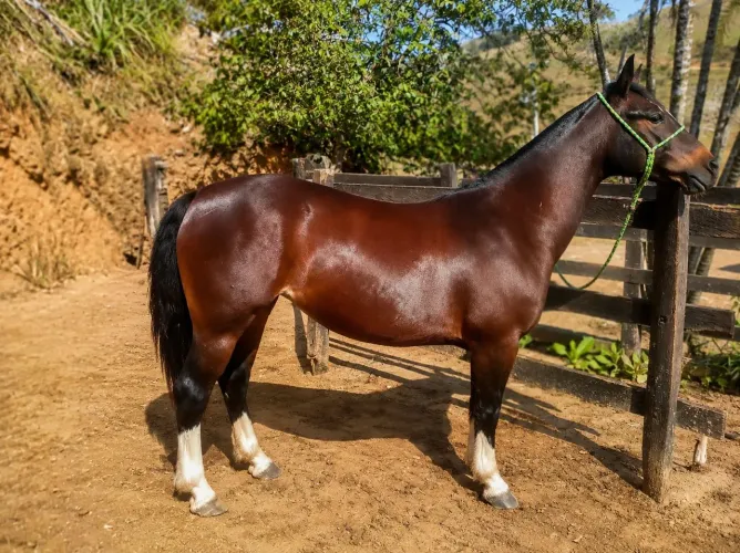 Égua Crioula Linda e Boa de Trabalho