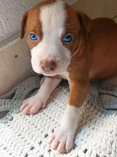 Filhotes de pitbul disponível para venda 350