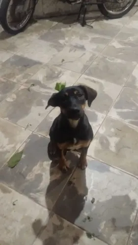 Cadela 8 meses