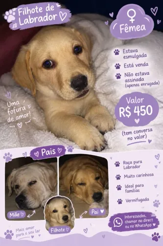  FILHOTE DE LABRADOR FÊMEA À VENDA ? R$ 450 