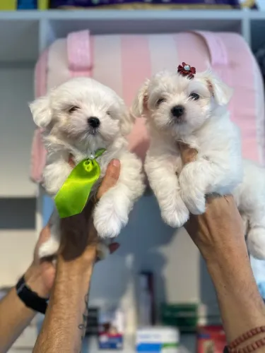 Perfeitos malteses