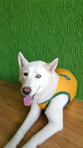 Husk Fêmea 1 ano