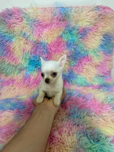 Chihuahua macho pelo curto