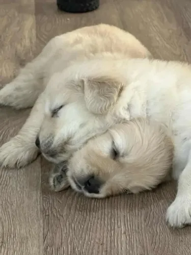 Golden Retriever adorável