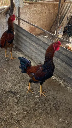 Frango caipira de procedência