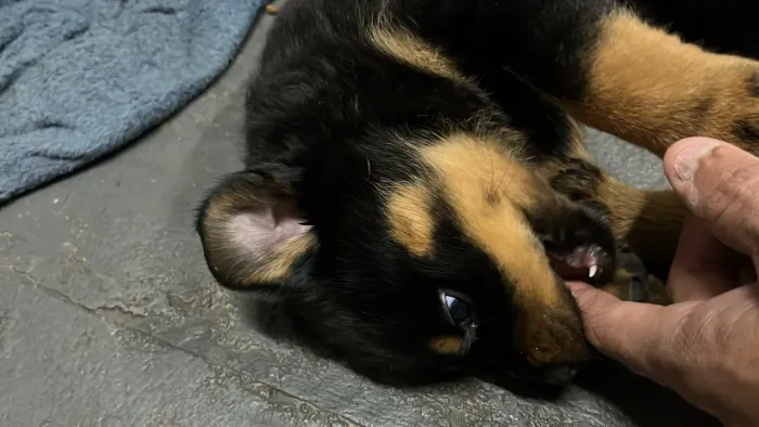 Cachorro