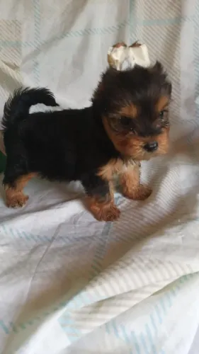 filhotinha grandinha york femea 