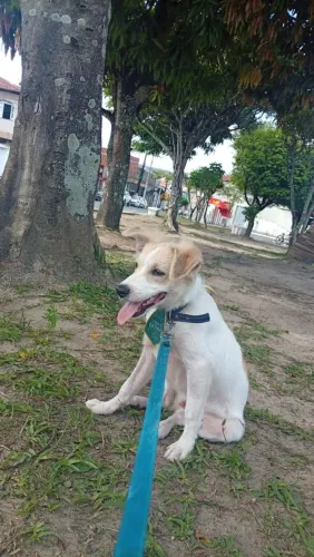 Vende-se cachorrinho