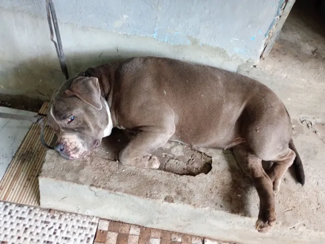 Vendo cachorro da raça american Bully