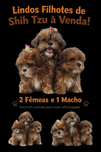 Lindo cachorrinhos Shih tzu 