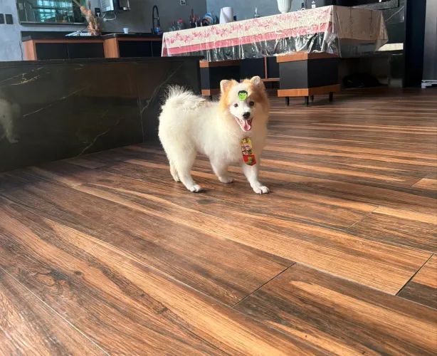 Filhote de spitz alemão