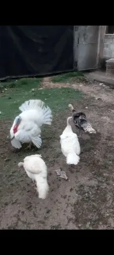 vendo casal de perú macho branco fêmea preta