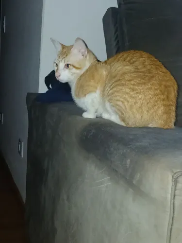 Doa-se gato