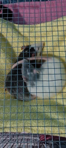 ratas twisters com gaiola