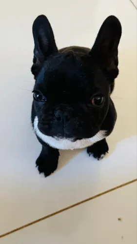 Buldog francês