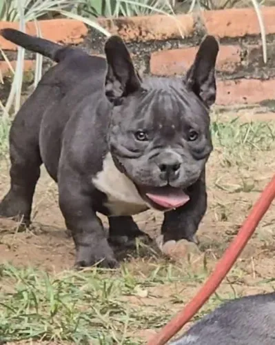 American Bully Nano - Todo Vacinado - Pedigree