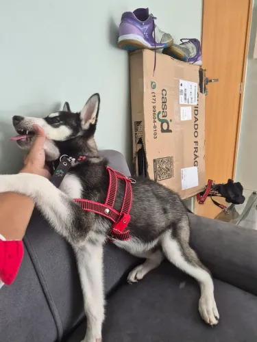 Vendo Husky Siberiano ?