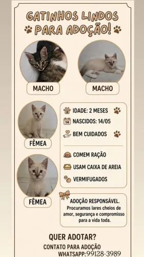 Gatinhos disponíveis para adoção 