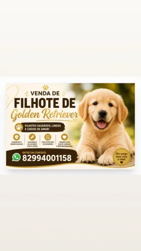 Filhotes Golden Retrivier