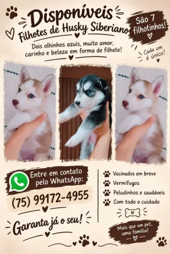 Husky siberiano