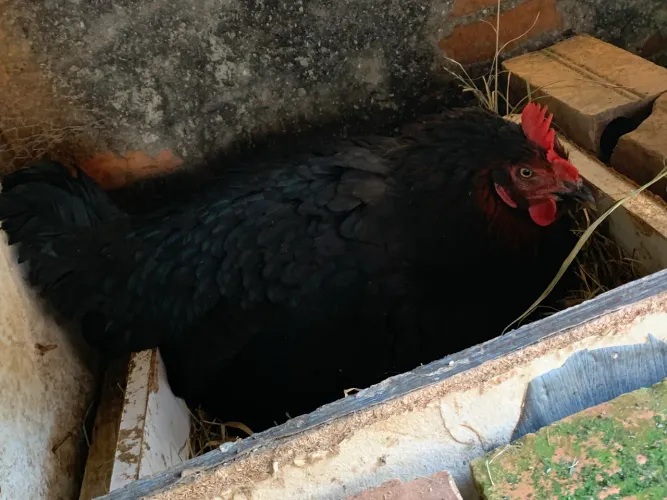 Vende pintinhos caipira