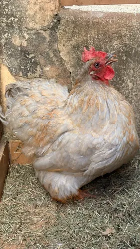 Galinha mini Cochin