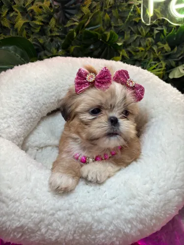 Shih tzu !!!! Lindíssima clarinha 