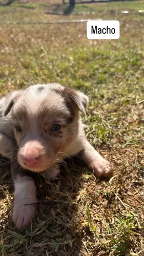 Filhote de border collie puro