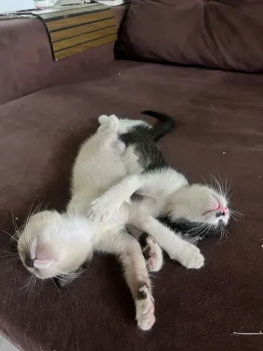 Doa-se casal de gatos filhotes