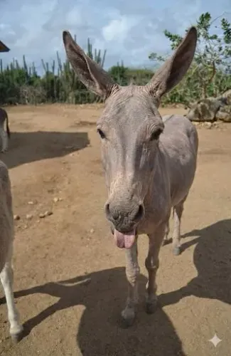 jumento de raça pra vender 