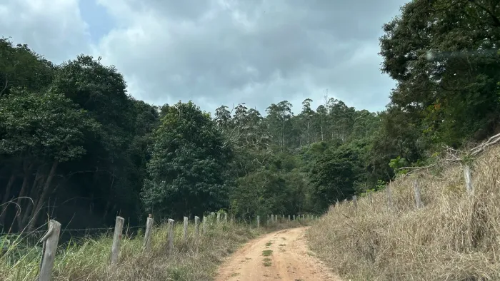 Vendo Eucalipto em Pé - Para Retirar-Redenção da Serra-SP
