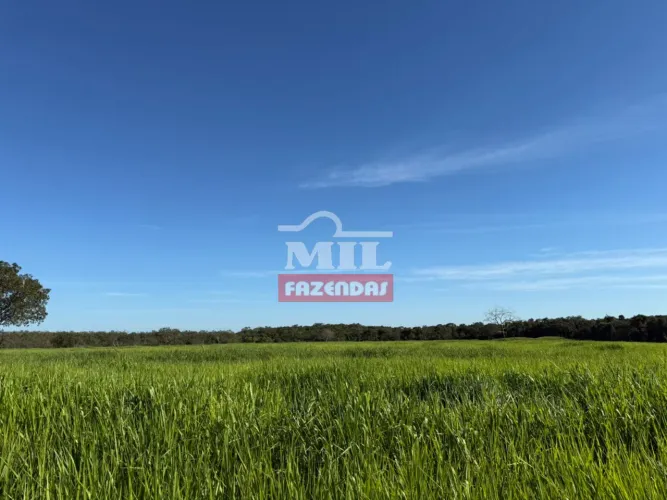 Fazenda 284 Alqueires (1.377 hectares) Santa Maria do Tocantins - TO