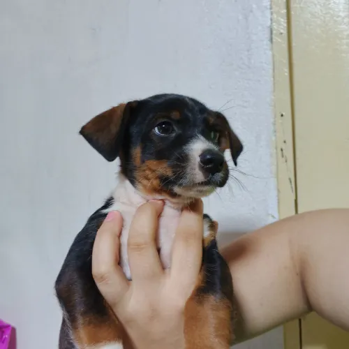Doação de filhote 