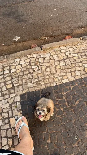 VENDE-SE SHIH TZU