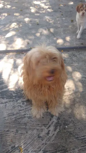 doação de poodle fêmea