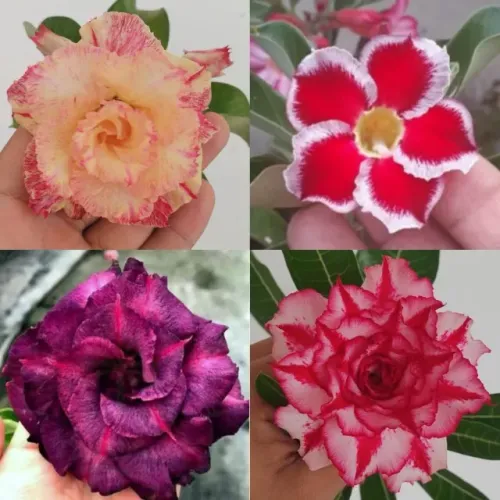 Rosas do Deserto (Enxertadas)