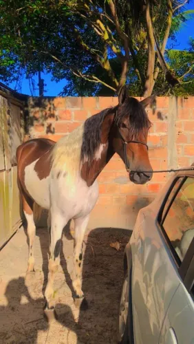 Cavalo manga larga